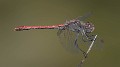 Sympetrum sinaiticum male-190113